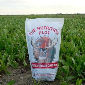 Buck Forage Chicory